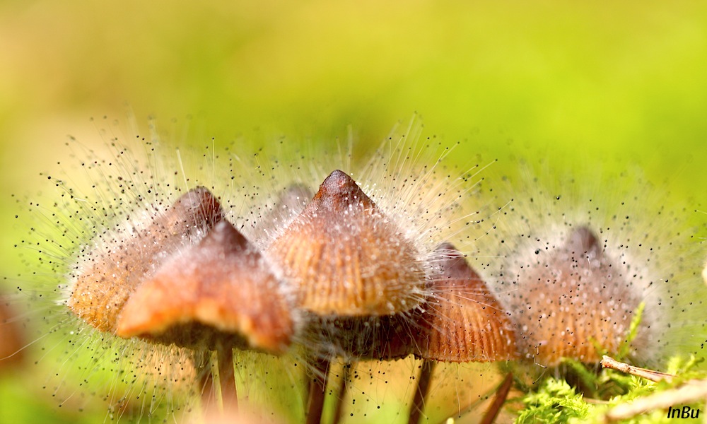 Pilz auf Pilz