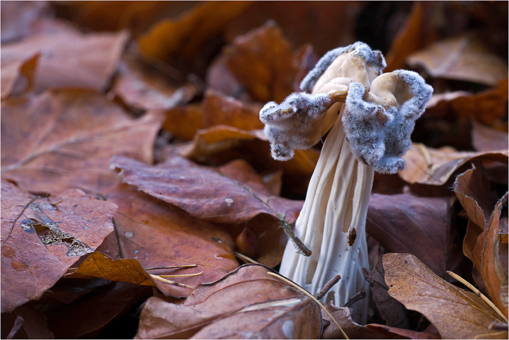 Pilz auf Pilz..