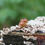 Pilz auf Pilz auf Baum