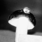 Pilz auf Pilz-ein seltenes Phaenomen