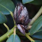 Pilz auf Rhododendron