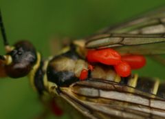 Pilz auf Skorpionsfliege