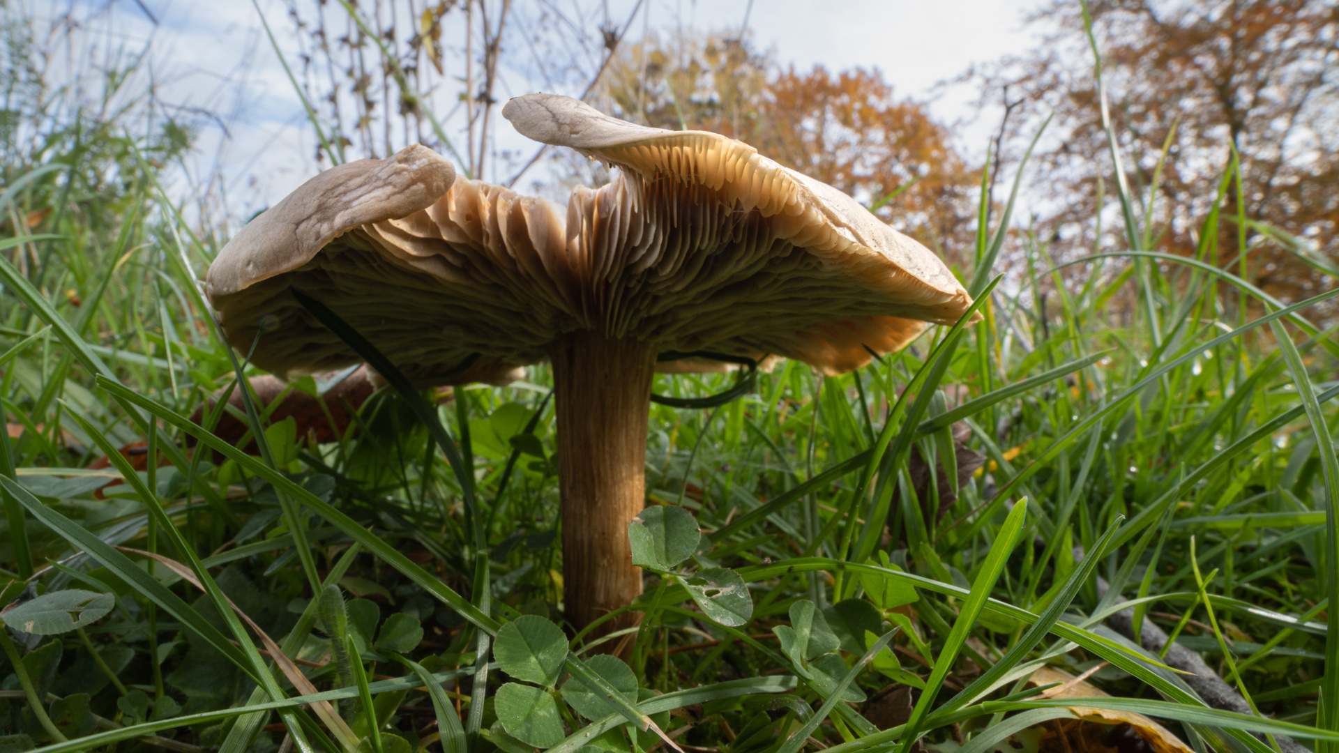 Pilz auf Wiese