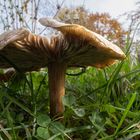 Pilz auf Wiese