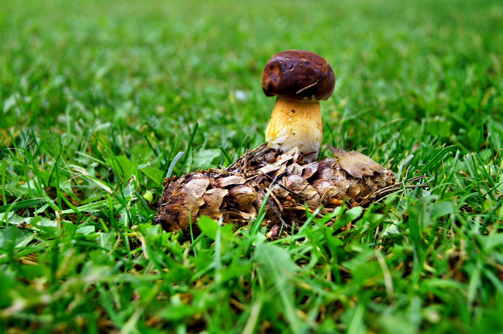 Pilz auf Wiese