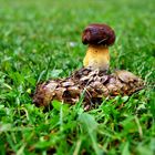 Pilz auf Wiese