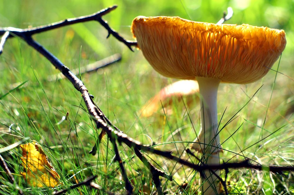 Pilz auf Wiese