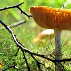 Pilz auf Wiese