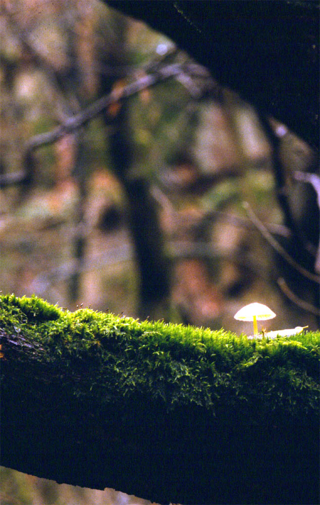 pilz aufm Baum