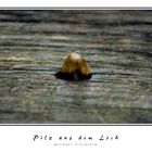 Pilz aus dem Loch