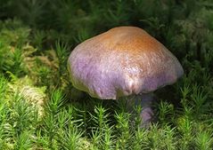 Pilz aus dem Moorwald
