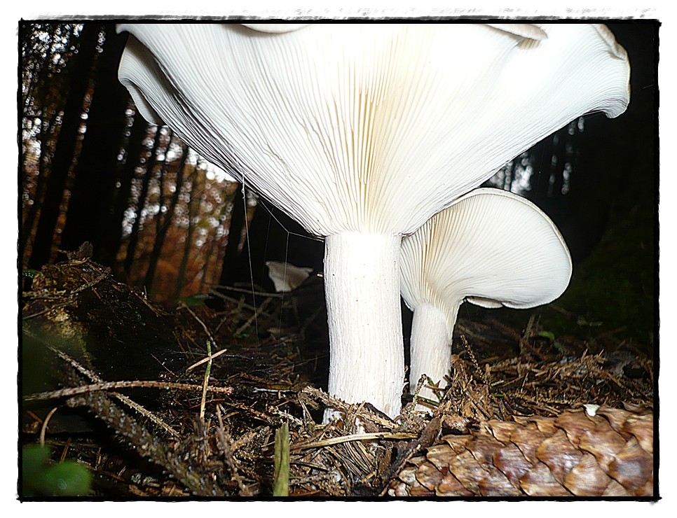 Pilz aus der Mäuseperspektive 1