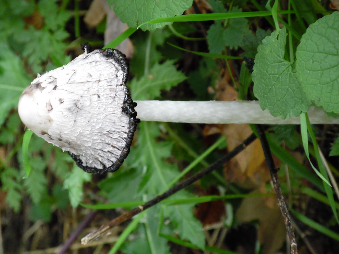 Pilz aus der Nähe betrachtet wunderschön