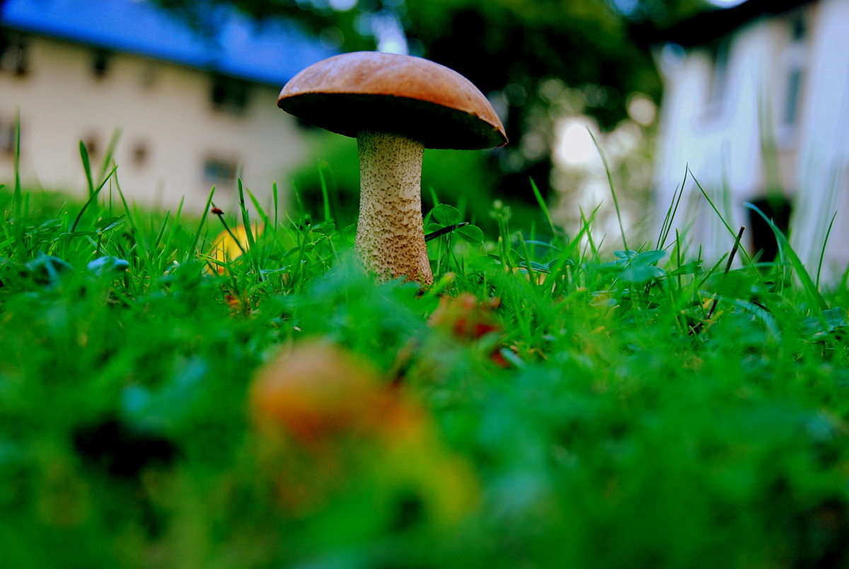 Pilz aus einer Boden Perspektive fotografiert.