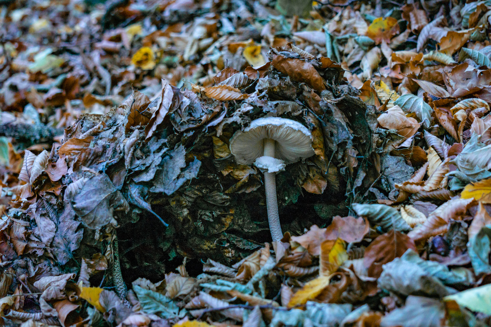 ....Pilz bahnt sich seinen Weg ans Licht 