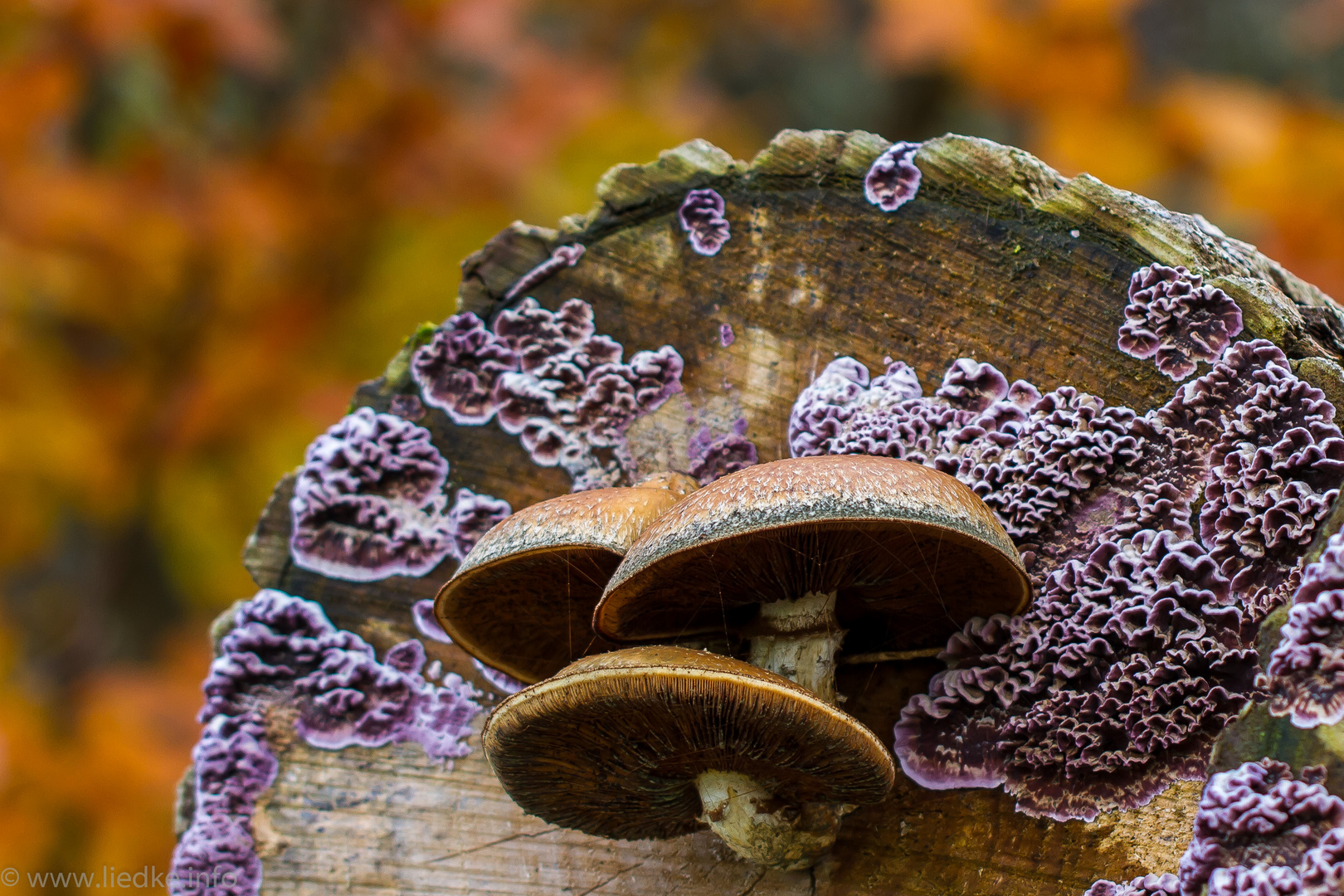 Pilz-Baum oder Baum-Pilz