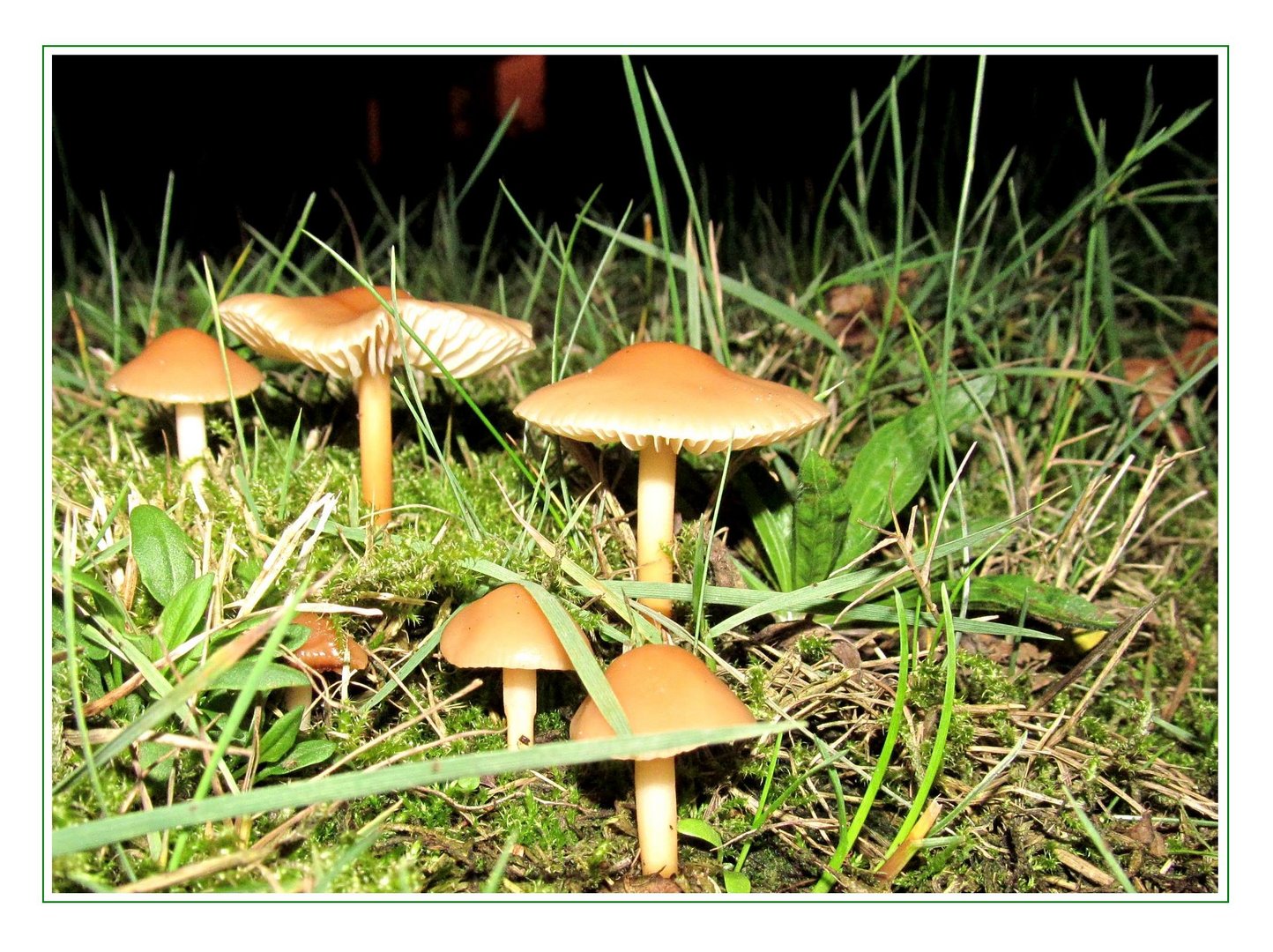 Pilz ........................