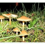 Pilz ........................