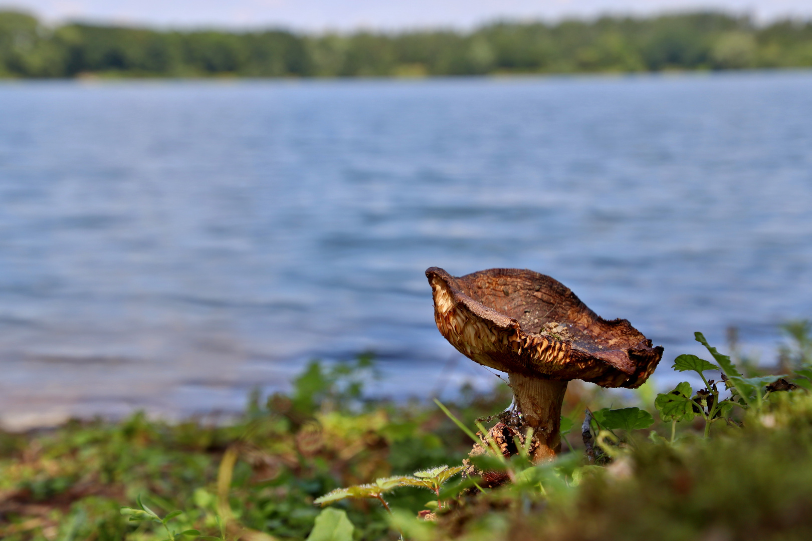 Pilz beim Urlaub am See