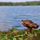 Pilz beim Urlaub am See