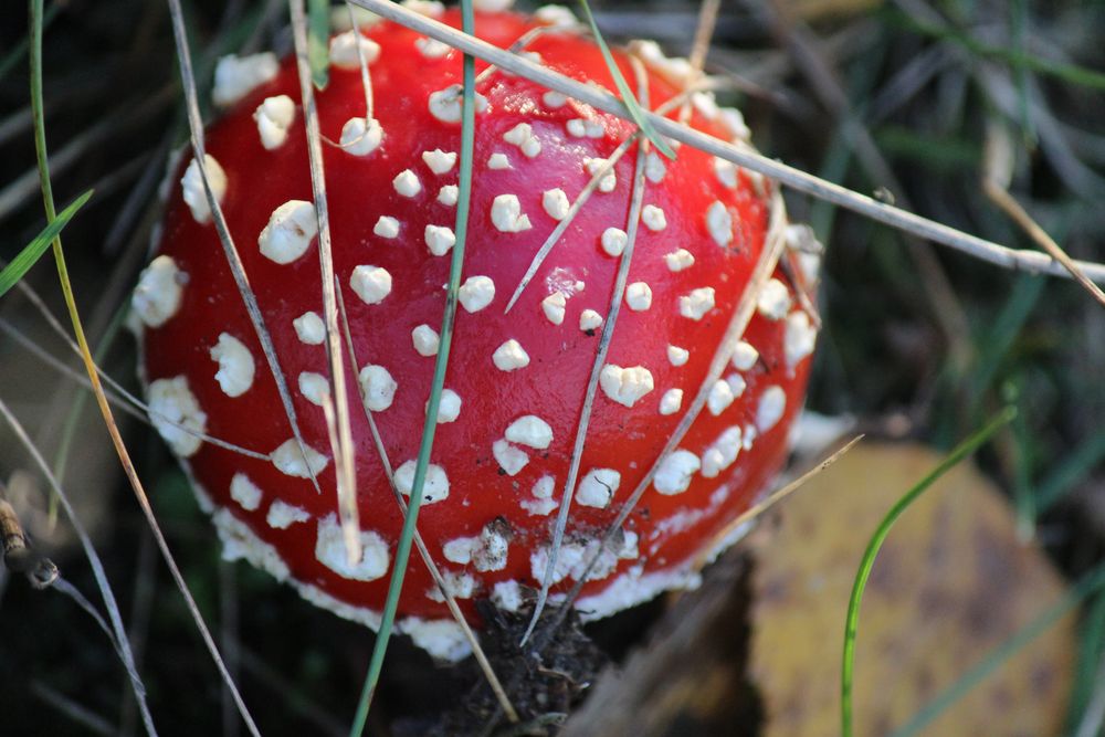 Pilz Foto & Bild | pflanzen, pilze & flechten, pilze & flechten, natur ...