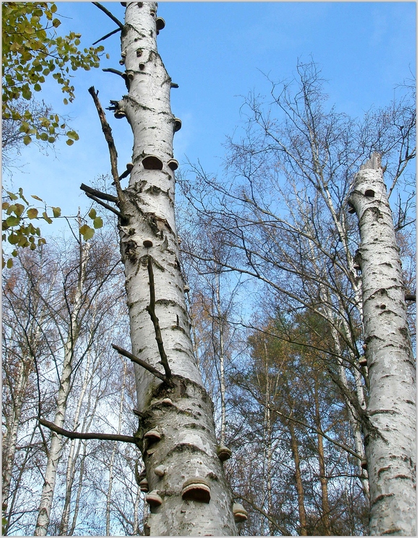 Pilz - Birken im Moor