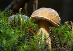 Pilz - Bitterröhrling