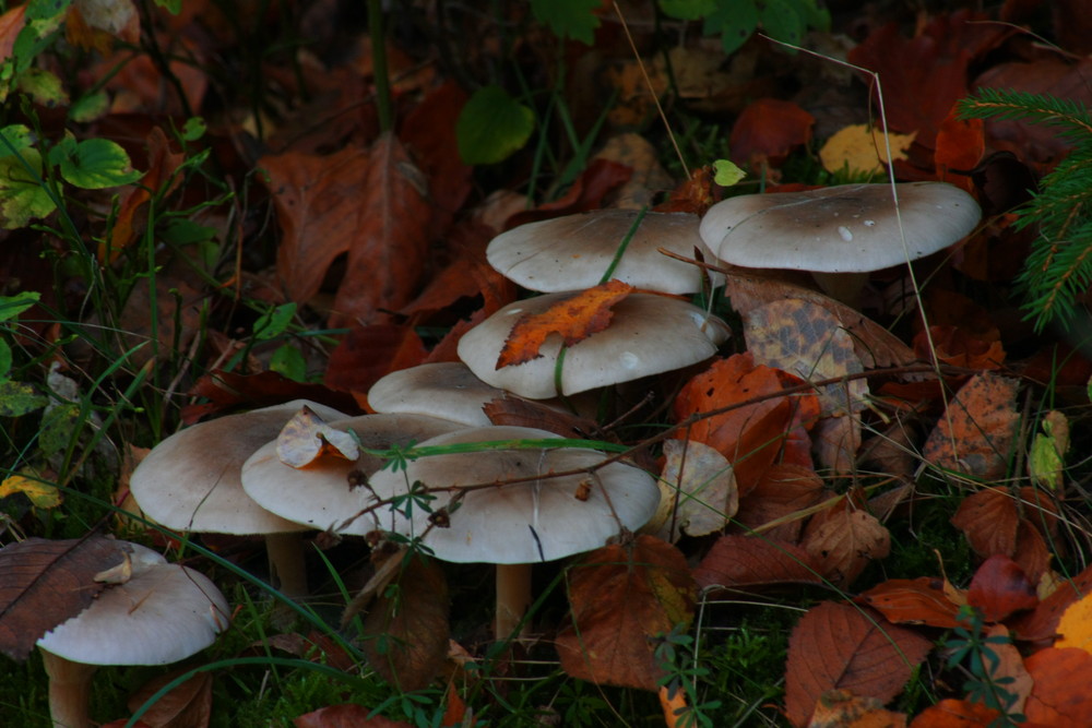 Pilz-Blatt