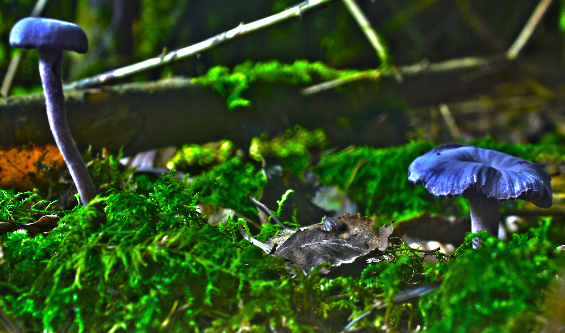 Pilz blau