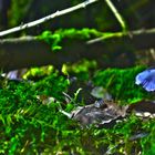 Pilz blau