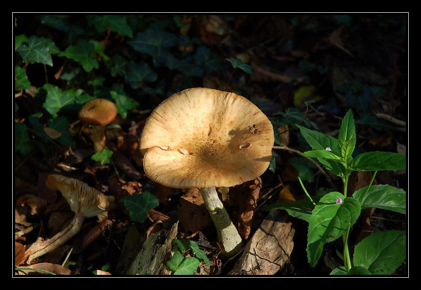 Pilz