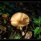 Pilz