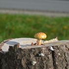 pilz:)