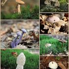 *Pilz-Collage*