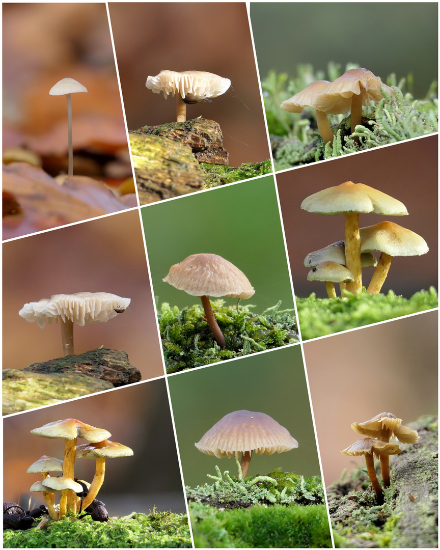 Pilz-Collage