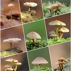 Pilz-Collage