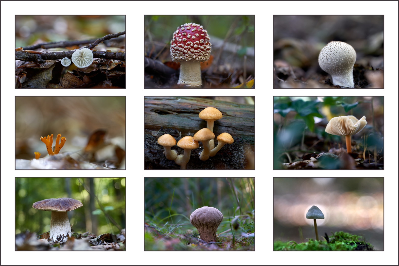 Pilz-Collage