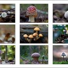 Pilz-Collage