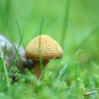 ...Pilz...