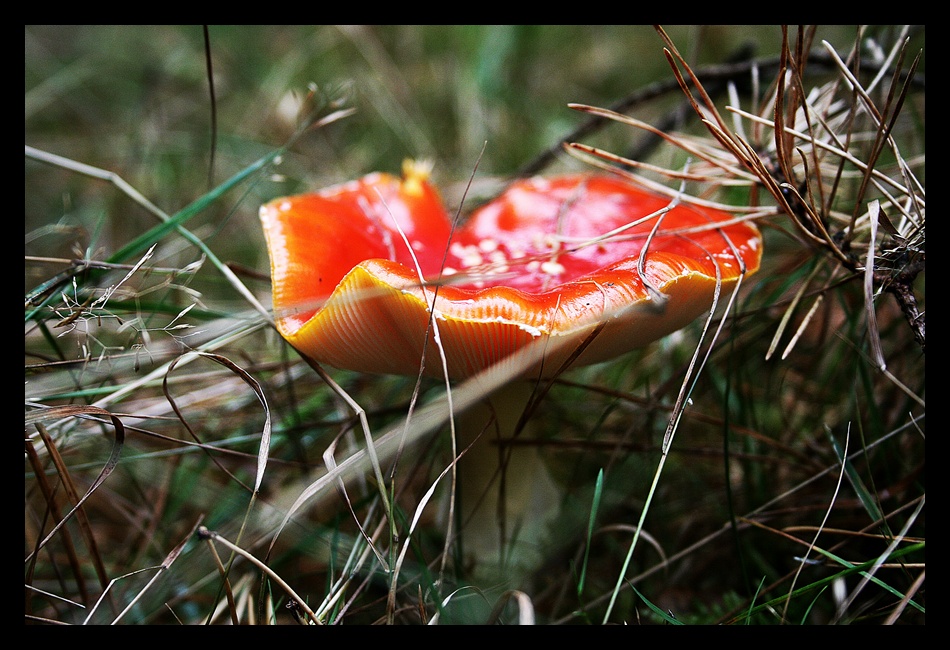 Pilz der Fliegen