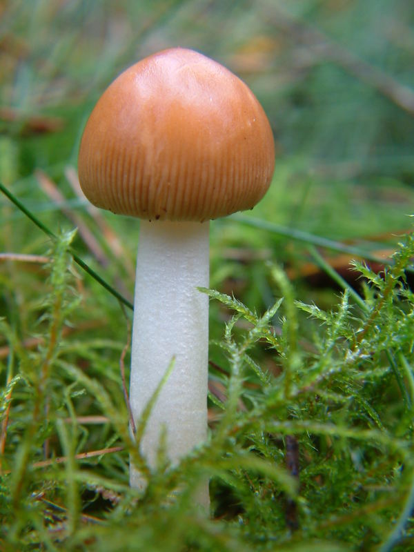 Pilz der Qualen