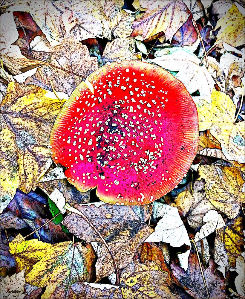 = Pilz des Jahres 2022 = Foto & Bild pilze, fliegenpilz, flora Bilder