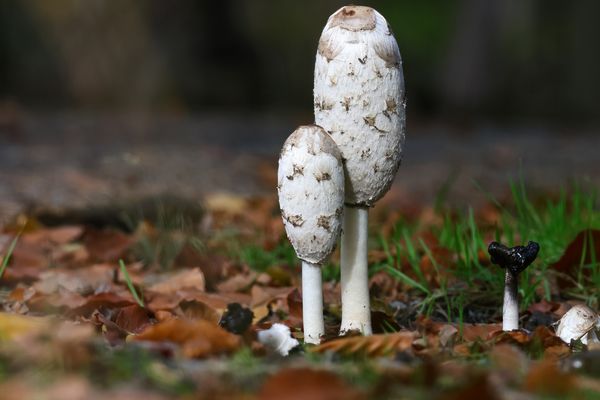 Pilz des Jahres 2024: Schopf-Tintling 