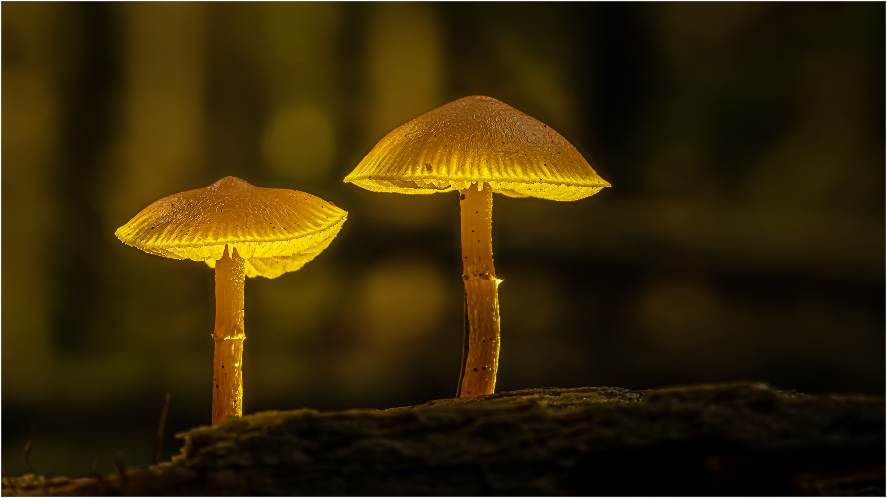 Pilz-Duo