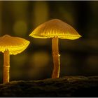 Pilz-Duo