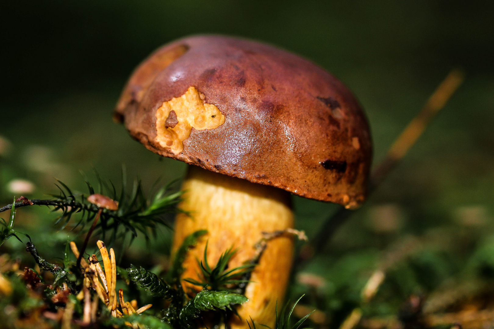 Pilz Foto &amp; Bild | canon, natur, pflanzen Bilder auf fotocommunity