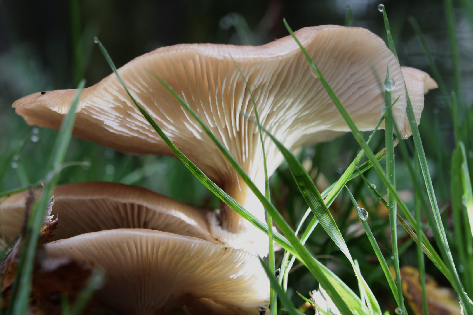 Pilz Foto &amp; Bild | makro, natur, herbst Bilder auf fotocommunity