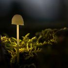 Pilz - ein Licht geht an