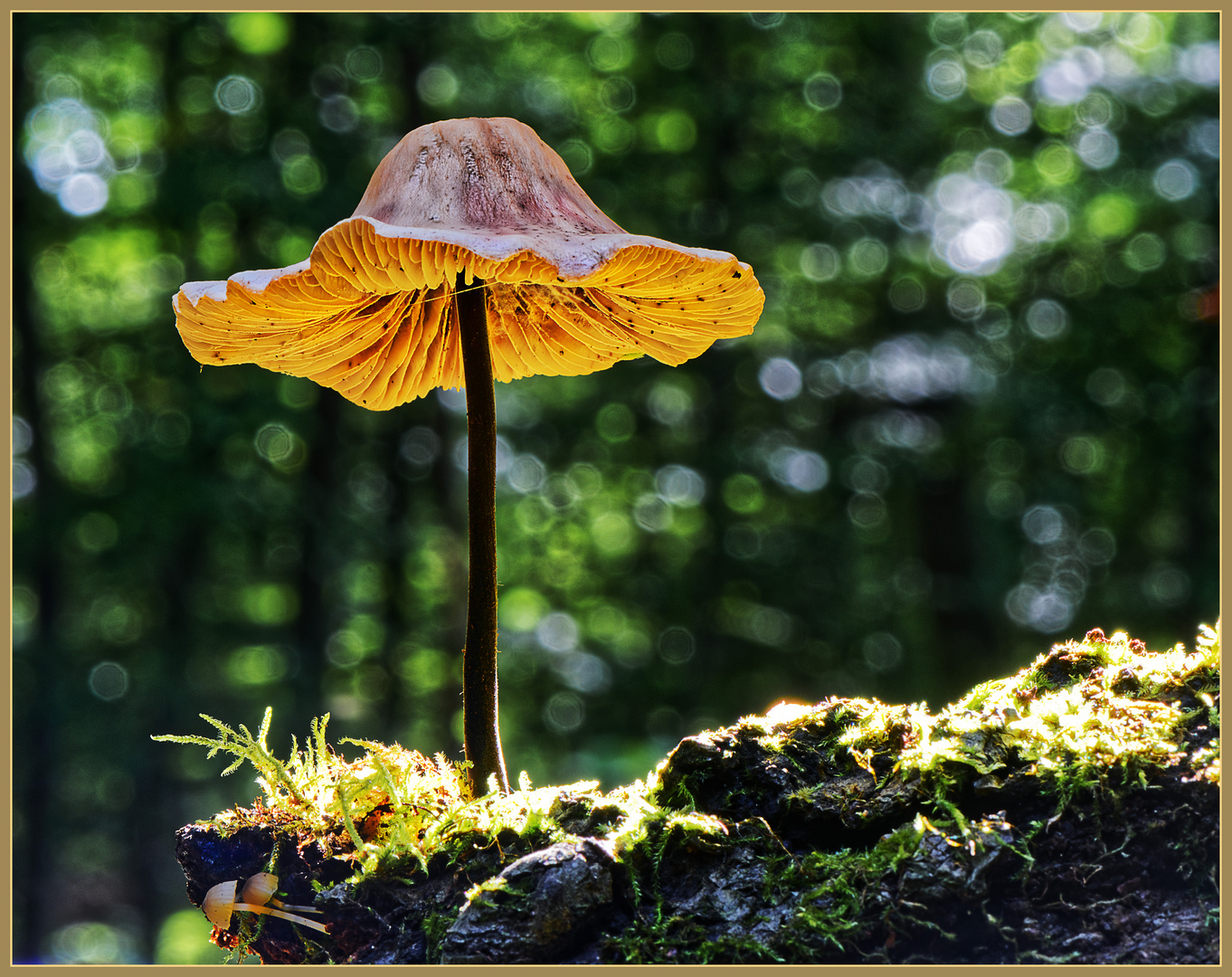 Pilz, eine kleine Waldschönheit