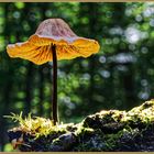 Pilz, eine kleine Waldschönheit